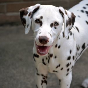 Meet your Posher, Joan